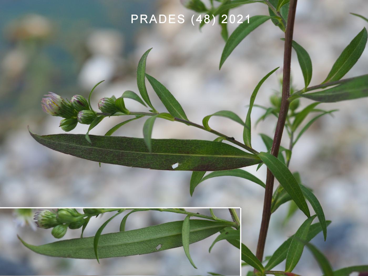 Michaelmas Daisy, Narrow-leaved leaf